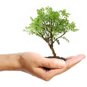 Head start tree traininggraphic